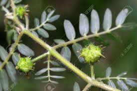 Image result for Zygophyllaceae