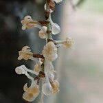 Image result for Chamaeangis