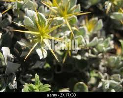 Image result for Macledium