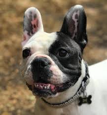 The french bulldog club of america's rescue network can help you find a dog that may be the perfect companion for your family. Adopting A Dog For The Love Of Our Frenchies