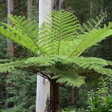 Image result for Cyathea thomsonii