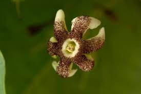 Image result for Schrebera trichoclada