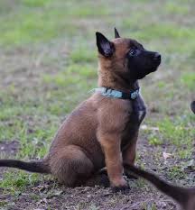 A belgian malinois is a herding dog that has similar attributes to a german shepherd, including that it start training a puppy at 8 weeks old. Some Of Our 6 Week Old Babies Lamnik Belgian Malinois Facebook