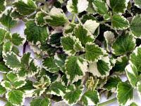 Image result for foto moud Forsterův