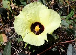 Image result for Hibiscus panduriformis
