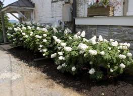Bigleaf hydrangea, also called french, japanese, or snowball hydrangea, is a landscape plant. All About Hydrangeas Behnke Nurseries Gardening Blog