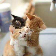 Illustration of very cute gray kitten. Small Very Cute Cat Hug Album On Imgur