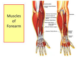 Field guide to the human body™. Muscles Of The Anterior Forearm Objectives Name And Identify The Muscles In The Anterior Flexor Pronator And Posterior Extensor Supinator Compartments Ppt Download
