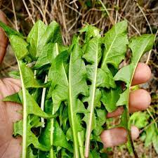 Maybe you would like to learn more about one of these? 7 Manfaat Daun Tempuyung Untuk Kesehatan Tubuh