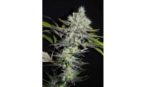 Sweet and sour widow is a strain which is mainly indica with low thc levels. Sweet N Sour Widow Cbd Regular Biltong And Budz