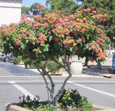 This is a list of the most common types of dog poisonous plants. Pin On Standards