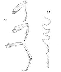 And shenzhen centralcon investment holding co., ltd. The Pleidae Hemiptera Heteroptera Of Thailand With The Descriptions Of Two New Species And A Discussion Of Species From Southeast Asia