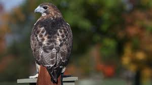 The other reviewer is either nieve or not understanding of what that means. Warning For Pet Owners As Hawk Nesting Season Approaches 10tv Com