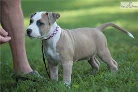 Advertise, sell, buy and rehome staffordshire bull terrier dogs and puppies with pets4homes. Logan American Staffordshire Terrier Puppy For Sale Near Charlotte North Carolina 66763491 0c91