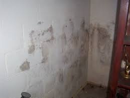 Wipe down the surface with a cloth dipped in distilled white vinegar and then with a good leather soap and warm water. Removing Mold And Mildew Mold In Basement Mold And Mildew Mold Remediation