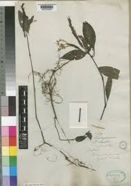 Image result for Brachystephanus holstii