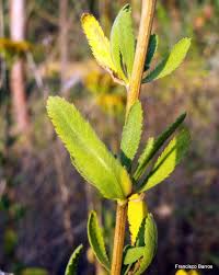 Image result for Anisopappus kirkii