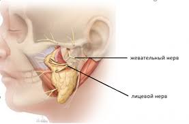 как лечить воспаление тройничного лицевого нерва в домашних условиях Paralich Mimicheskoj Muskulatury Lica Simptomy I Lechenie