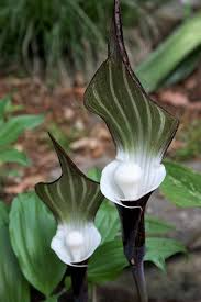 Image result for Arisaema