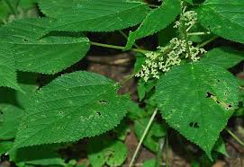 Image result for Laportea alatipes