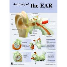 Anatomy Of The Ear Chart