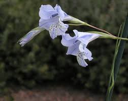 Image result for Gladiolus zambesiacus