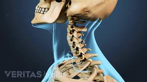 They are made up of the round end of one bone fitting. 3 Reasons You May Have A Stiff Neck