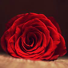 Looking for the best rose flower wallpapers? Nk04 Rose Flower Red Spring Love Hot Wallpaper