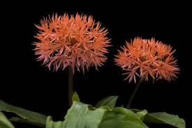 Image result for Scadoxus cinnabarinus
