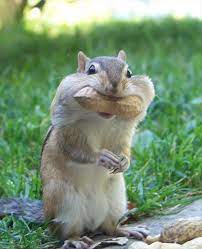 Select from premium chipmunk eating of the highest quality. 50 Most Funniest Chipmunk Pictures And Photo