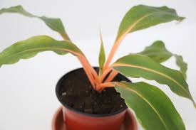 Image result for Chlorophytum filipendulum