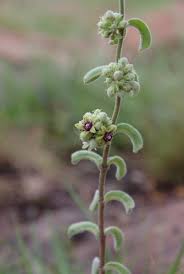 Image result for Raphionacme lanceolata