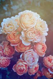 Pinterest Amberrpearce Wallpaper Iphone Roses Flower Wallpaper Beautiful Pink Roses