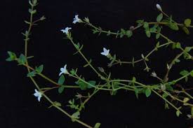 Image result for Oldenlandia angolensis