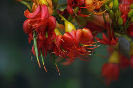 Black locust trees bloom in late spring with intensely fragrant white flowers. Black Bean Tree Black Beans Flowers Stuffed Peppers