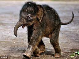 elephants have legs that work just like the wheels of a land rover scientists have found the elephant s unique four leg elephant baby elephant elephant love