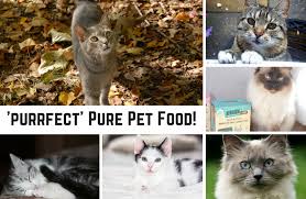 We did not find results for: Pure Freeze Dried Cat Food Taste Test Welsh Mum Of One