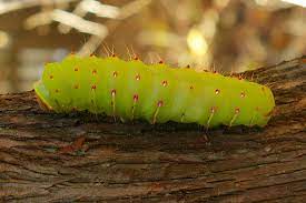 Put the jar with the food plant into the caterpillar jar. Why Parasites Make Caterpillars Glow