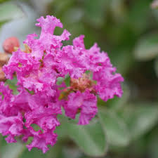 Maybe you would like to learn more about one of these? Infinitini Purple Crapemyrtle Lagerstroemia Indica Proven Winners