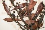 Image result for Myrica chimanimaniana