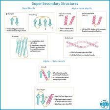 Review Eight Of The Most Common Super Secondary Structures Ditki Biochemistry Usmle Mcat Secondarystructures Aminoa Biochemistry Biochemical Amino Acids