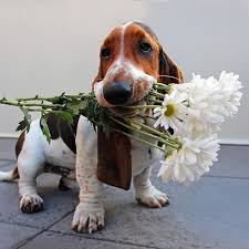 Love is a wet nose and a wagging tail. 290 Dogs A Flower For You Ideas Dogs Cute Animals Puppies
