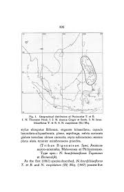 Image result for Stereospermum harmsianum