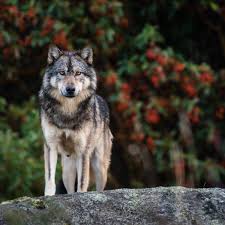 Angry grey wolf in winter forest. Canada Mourns Takaya The Lone Sea Wolf Whose Spirit Captured The World Animals The Guardian