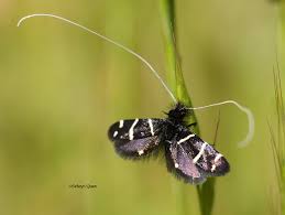 Image result for Anadelphia  trispiculata