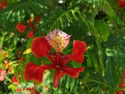 Image result for Delonix