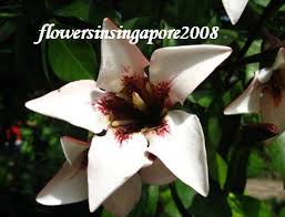 Image result for Rothmannia longiflora
