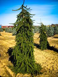 We did not find results for: Weeping Norway Spruce Weeping Norway Spruce Norway Spruce Specimen Trees