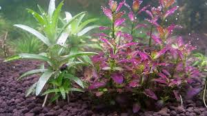 Image result for Eriocaulon buchananii