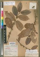 Image result for Tricalysia jasminiflora